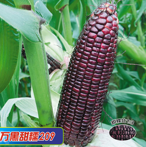 Ŵ209
