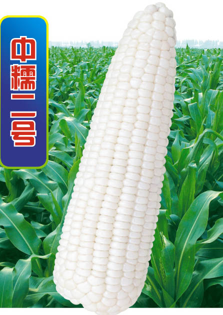 Ŵ