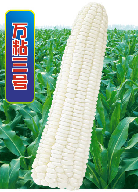 Ŵ